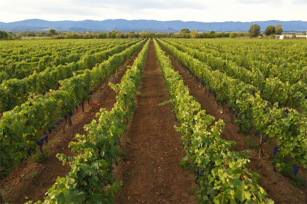 Traslados a bodegas de la D.O. Rías Baixas: tu ruta enológica con conductor privado