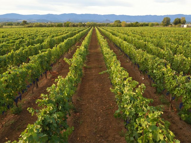 Traslados a bodegas de la D.O. Rías Baixas: tu ruta enológica con conductor privado